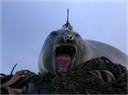 seal